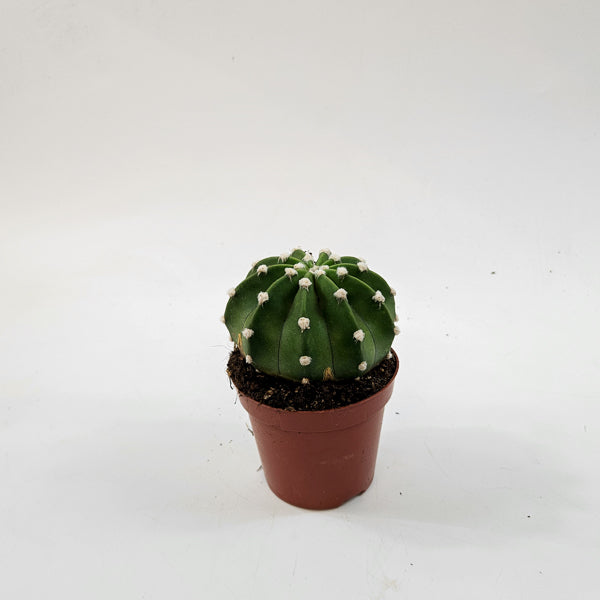 Echinopsis multiplex 8.5cm H12cm