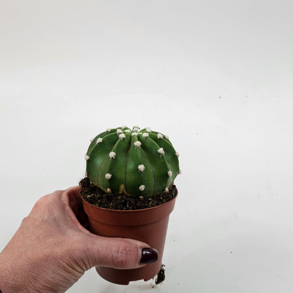 Echinopsis multiplex 8.5cm H12cm