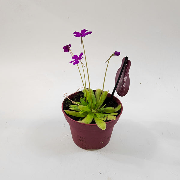 Pinguicula 12cm H12cm