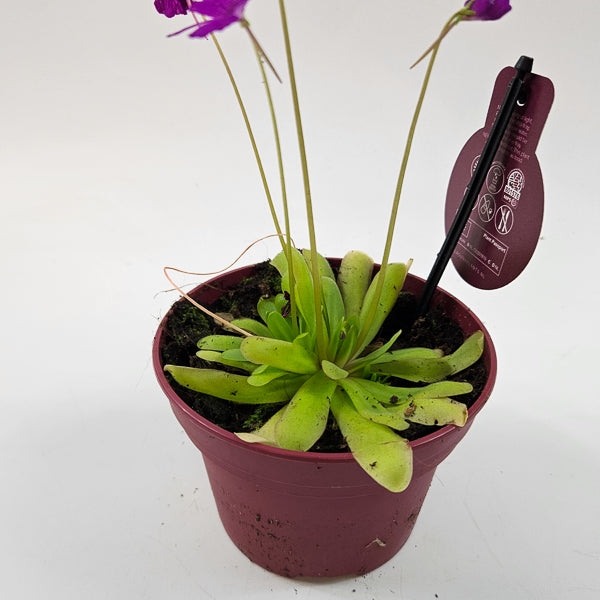 Pinguicula 12cm H12cm