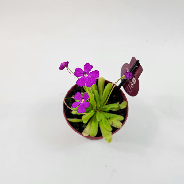 Pinguicula 12cm H12cm