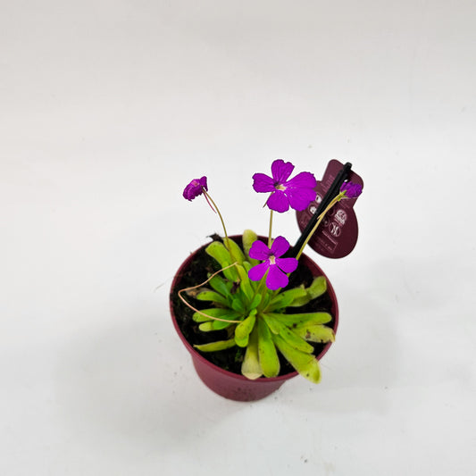 Pinguicula 12cm H12cm