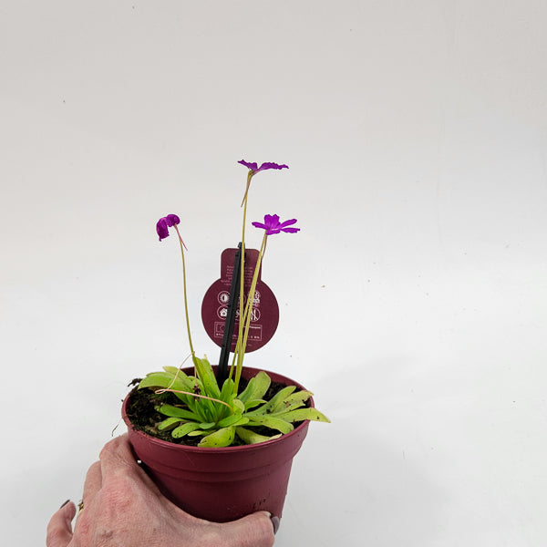 Pinguicula 12cm H12cm
