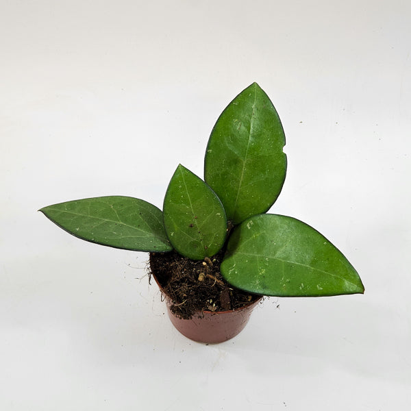 Hoya sp malang 10.5cm H15cm