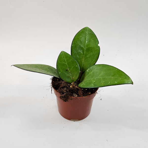 Hoya sp malang 10.5cm H15cm
