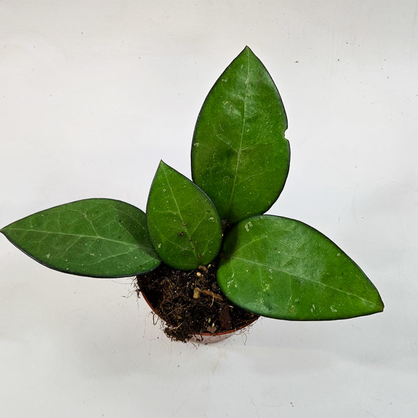 Hoya sp malang 10.5cm H15cm
