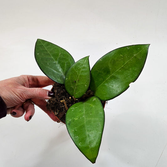 Hoya sp malang 10.5cm H15cm