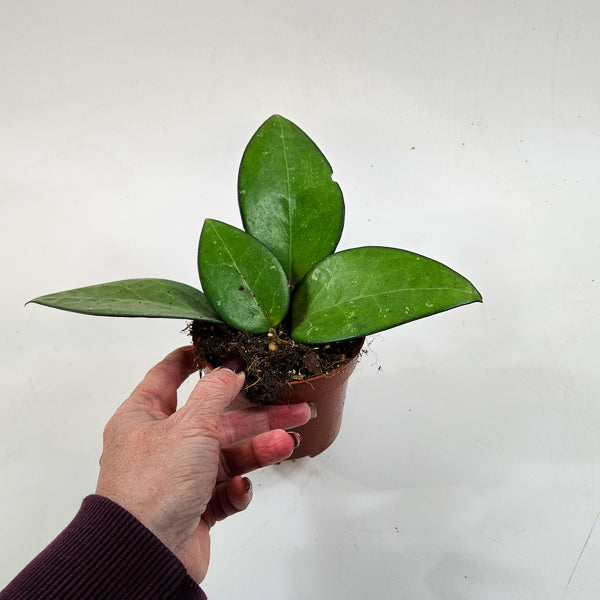 Hoya sp malang 10.5cm H15cm