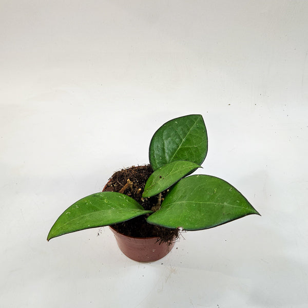 Hoya sp malang 10.5cm H15cm