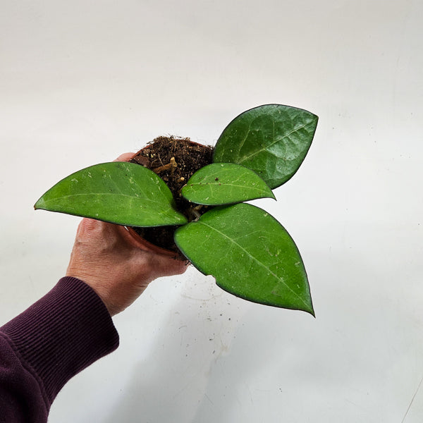 Hoya sp malang 10.5cm H15cm