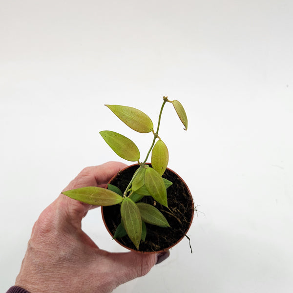 Hoya Microdwarf 7cm H5cm