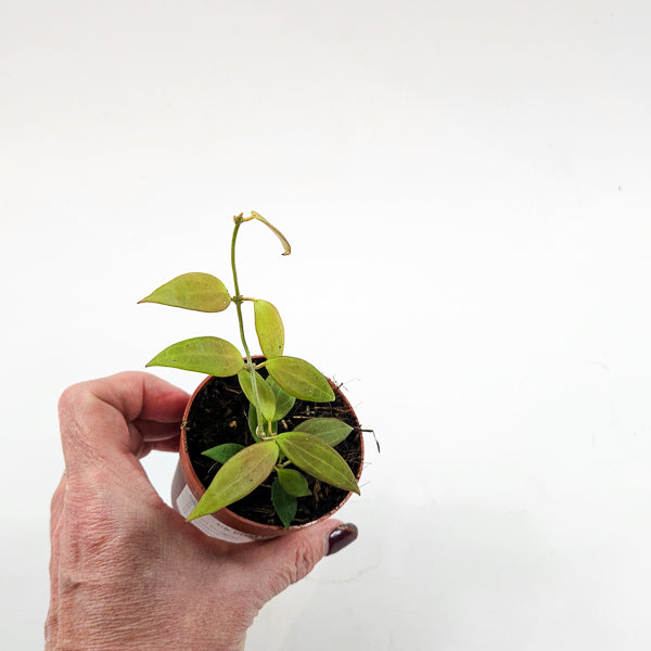 Hoya Microdwarf 7cm H5cm