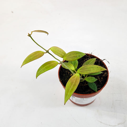 Hoya Microdwarf 7cm H5cm