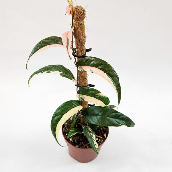 Ficus Sagittata Variegata Pink 9cm H20cm