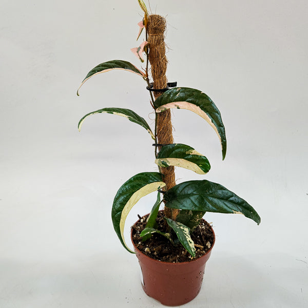 Ficus Sagittata Variegata Pink 9cm H20cm