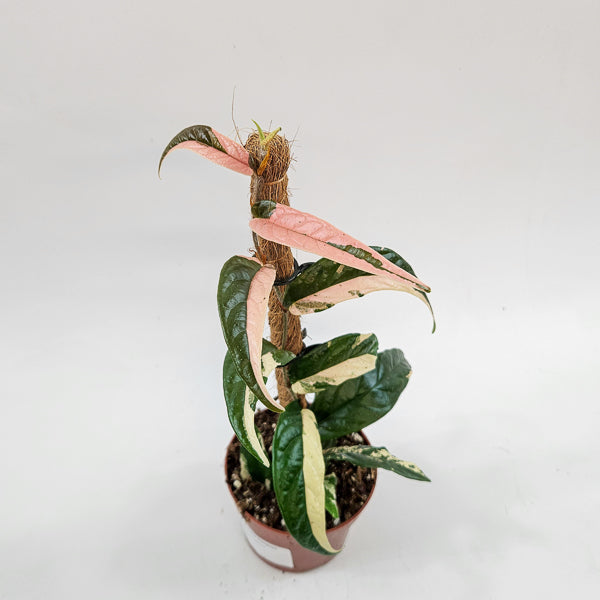 Ficus Sagittata Variegata Pink 9cm H20cm