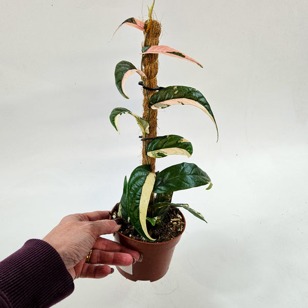 Ficus Sagittata Variegata Pink 9cm H20cm