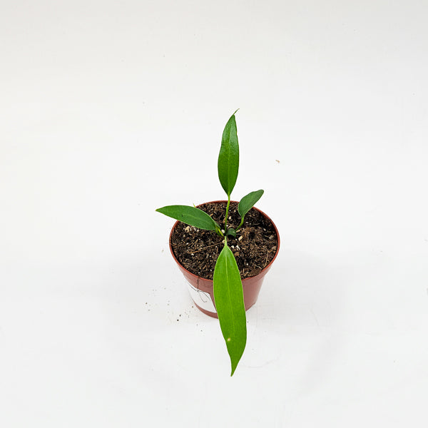 Anthurium Wendlingeri 8cm H10cm