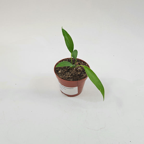 Anthurium Wendlingeri 8cm H10cm