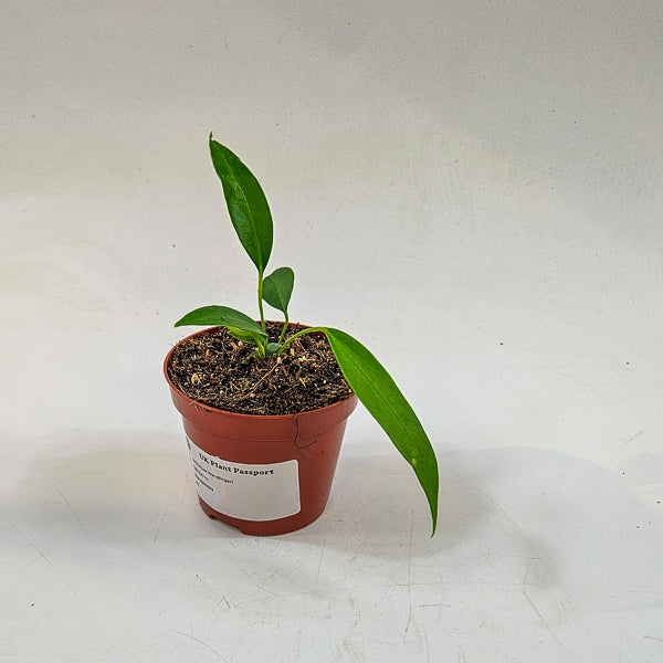 Anthurium Wendlingeri 8cm H10cm
