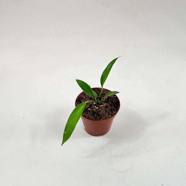 Anthurium Wendlingeri 8cm H10cm