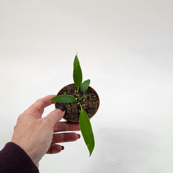 Anthurium Wendlingeri 8cm H10cm