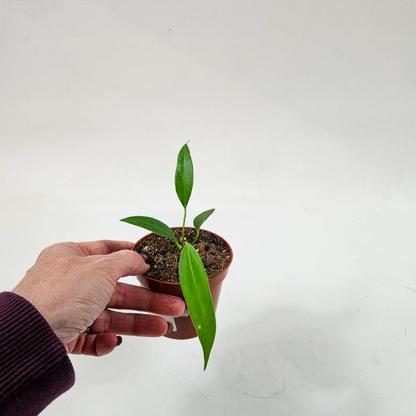 Anthurium Wendlingeri 8cm H10cm