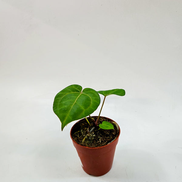 Anthurium Ace of Spades x Blue Papillilaminum 9cm H15cm