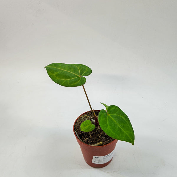 Anthurium Ace of Spades x Blue Papillilaminum 9cm H15cm