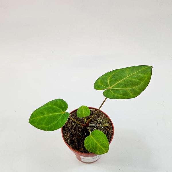 Anthurium Ace of Spades x Blue Papillilaminum 9cm H15cm