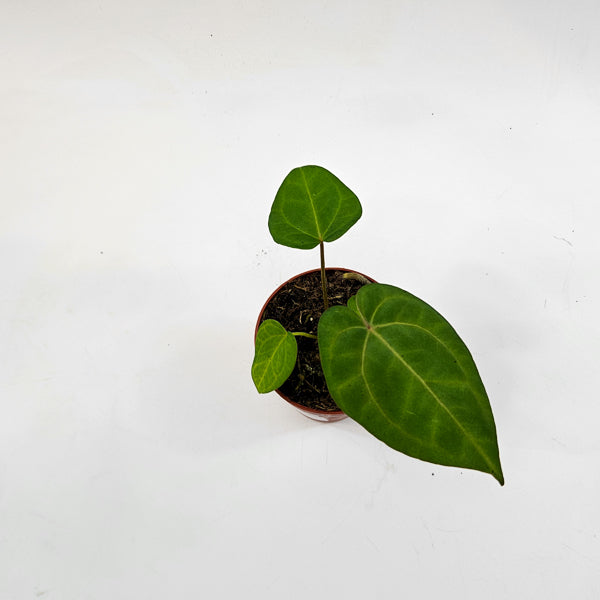 Anthurium Ace of Spades x Blue Papillilaminum 9cm H15cm