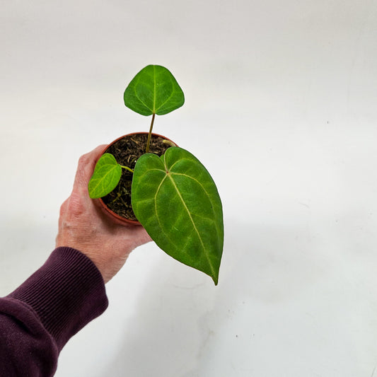 Anthurium Ace of Spades x Blue Papillilaminum 9cm H15cm
