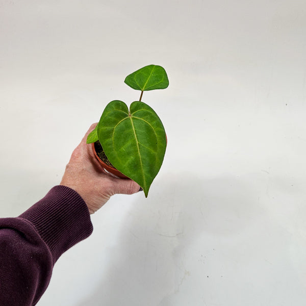Anthurium Ace of Spades x Blue Papillilaminum 9cm H15cm