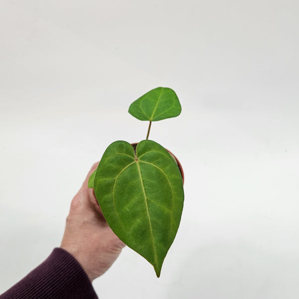 Anthurium Ace of Spades x Blue Papillilaminum 9cm H15cm