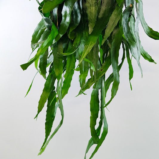 Disocactus quetzaltecus 15cm H40cm