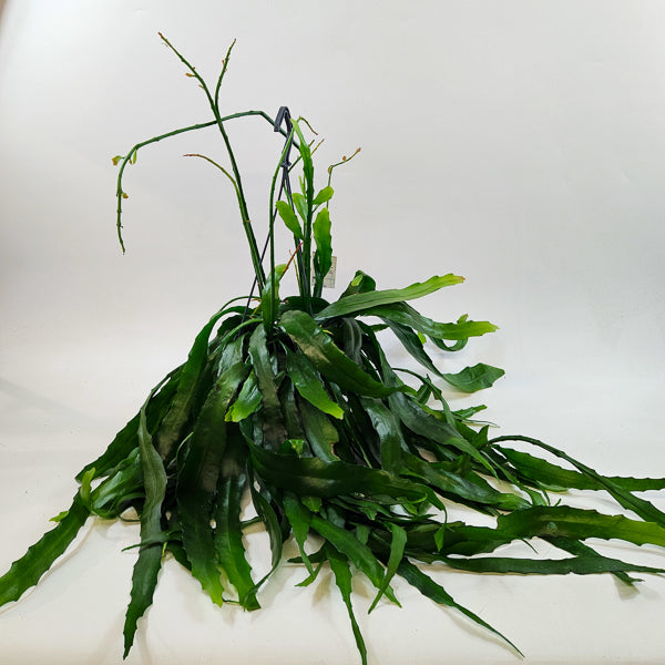 Disocactus quetzaltecus 15cm H40cm