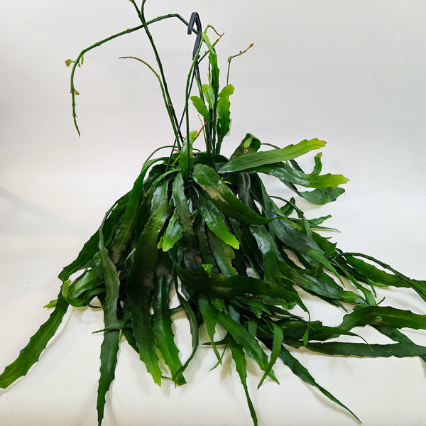 Disocactus quetzaltecus 15cm H40cm