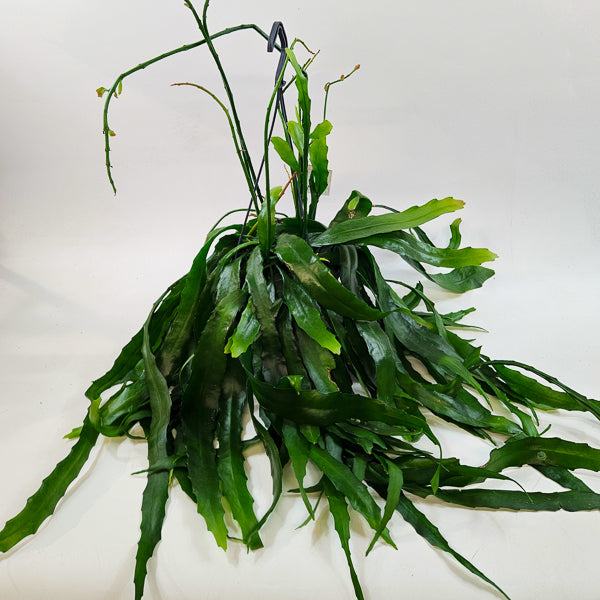 Disocactus quetzaltecus 15cm H40cm