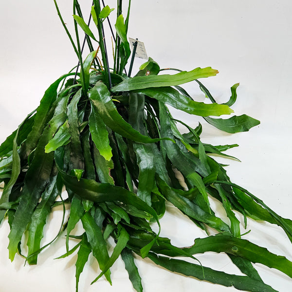 Disocactus quetzaltecus 15cm H40cm