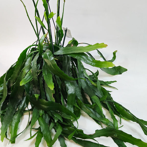 Disocactus quetzaltecus 15cm H40cm