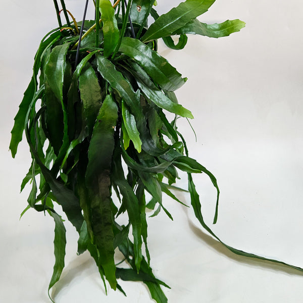 Disocactus quetzaltecus 15cm H40cm