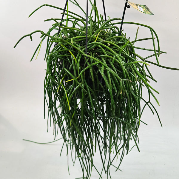 Rhipsalis shaferi 15cm H40cm