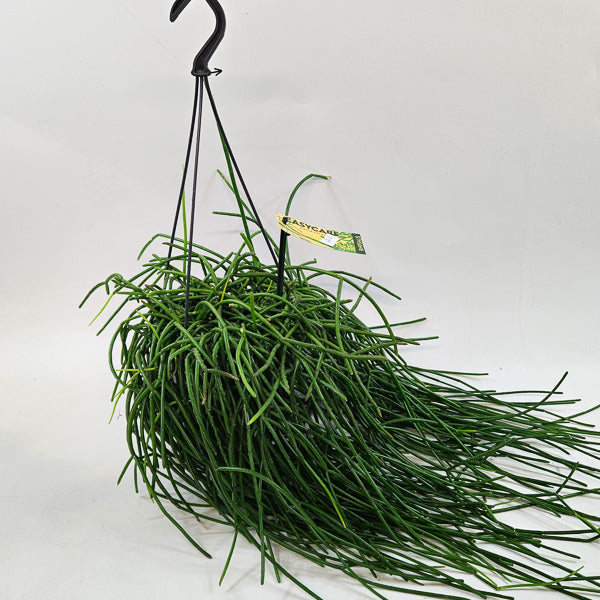 Rhipsalis shaferi 15cm H40cm