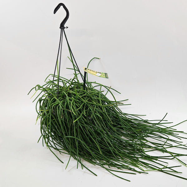 Rhipsalis shaferi 15cm H40cm