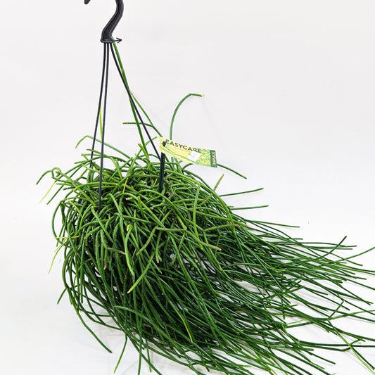 Rhipsalis shaferi 15cm H40cm
