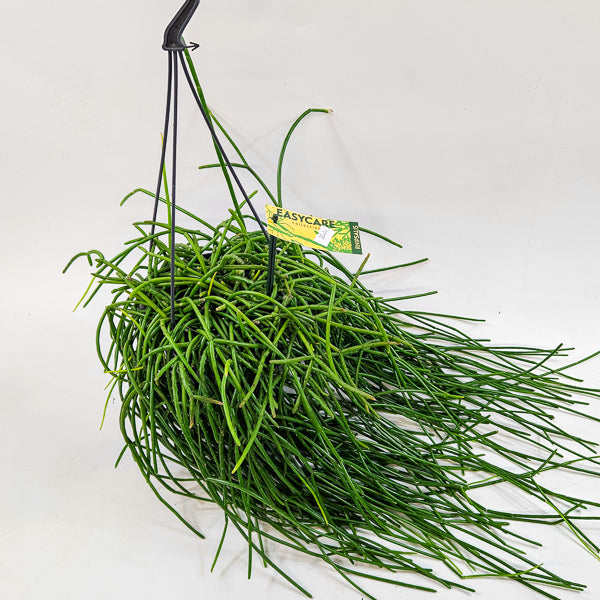 Rhipsalis shaferi 15cm H40cm