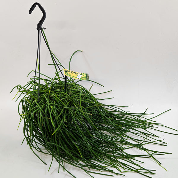Rhipsalis shaferi 15cm H40cm