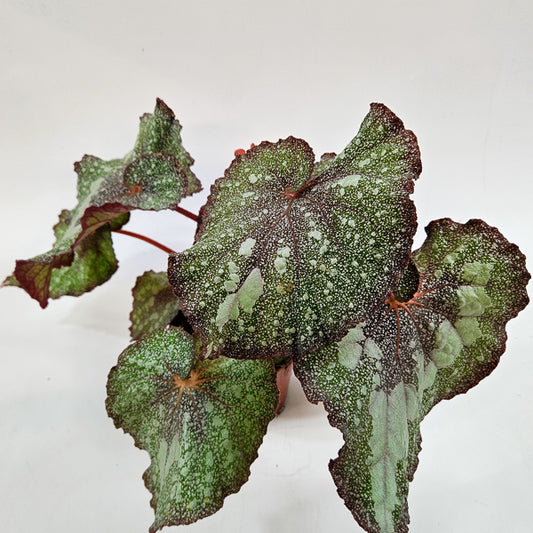 Begonia Speckled 10.5cm H20cm