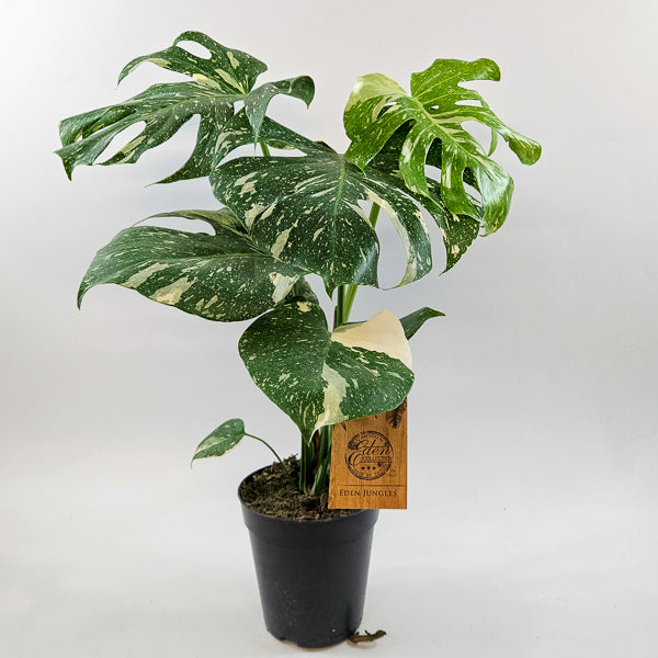 Monstera Thai constellation 15cm H50cm