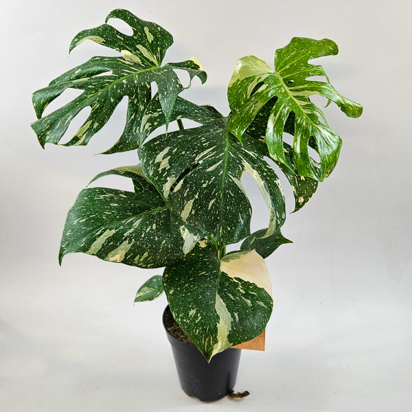 Monstera Thai constellation 15cm H50cm